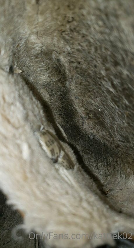 fans de culturistes uniquement meilleur porno galerie