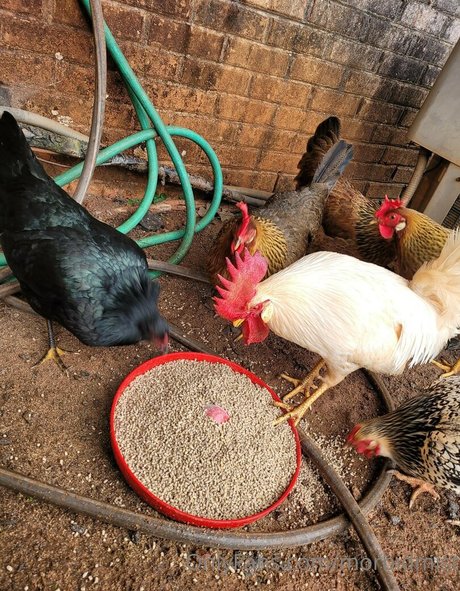 morbidmist Profilfoto