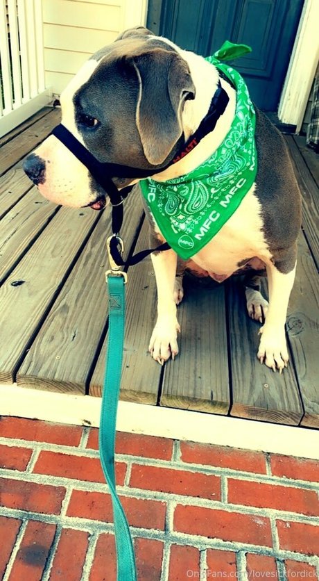 fans sud-africains uniquement porno gratuit galerie