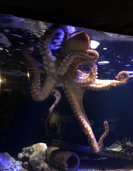 amandadivine étoile chaude collection