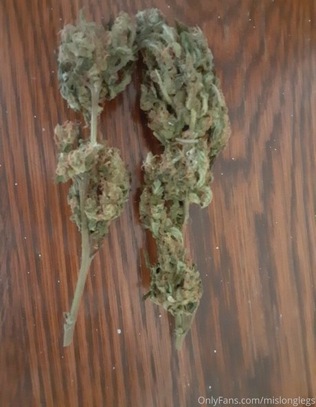 mislonglegs nus de stars du porno galerie