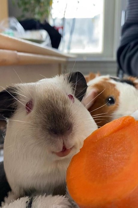 tanukiicos xxx étoile des photos