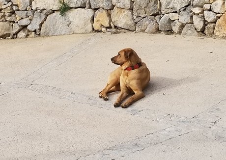 tommypistol actrice artistique images