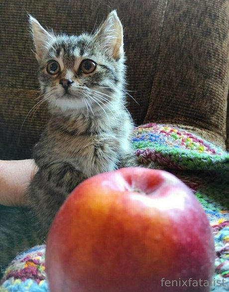 Fenix Fatalist star du sexe images