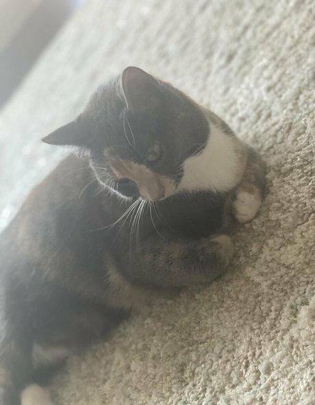 nyxiedust étoile parfaite archive