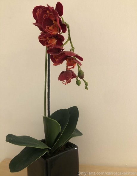 Carrotcakekitten étoile galerie