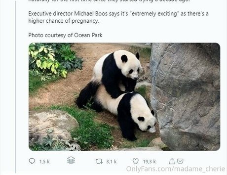 madame cherie étoile parfaite images