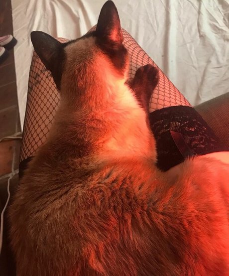 Locallbimbo art star du porno des photos