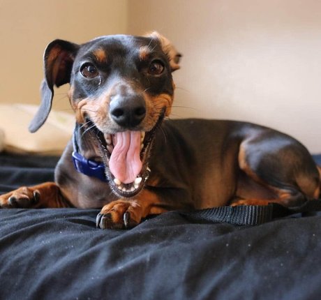 les fans débène les plus chauds adulte parfait image