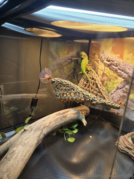 Bedellx xxx star du porno image