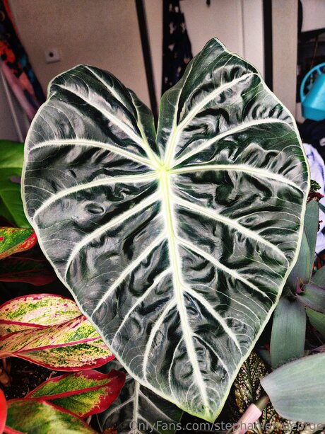 Stephanienlgeorge art étoile image