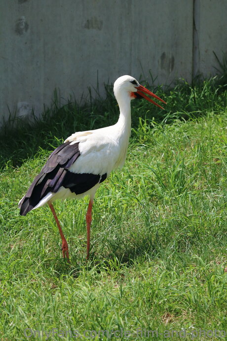 Cle Film And Photo étoile hd photos