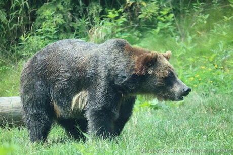 Cle Film And Photo actrice pornographique image