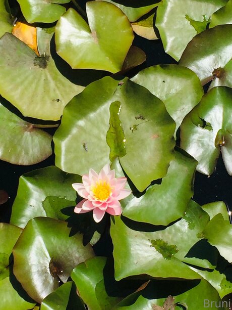 Brunabyers haut de star du porno images