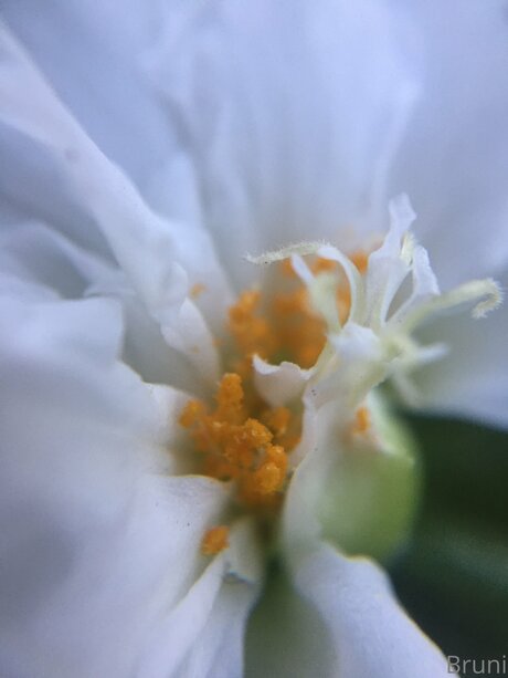 Brunabyers actrice libre galeries