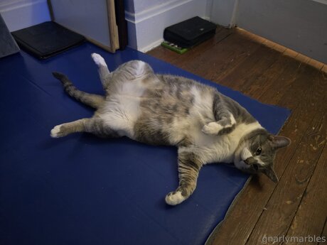 Gnarlymarbles haut étoile images