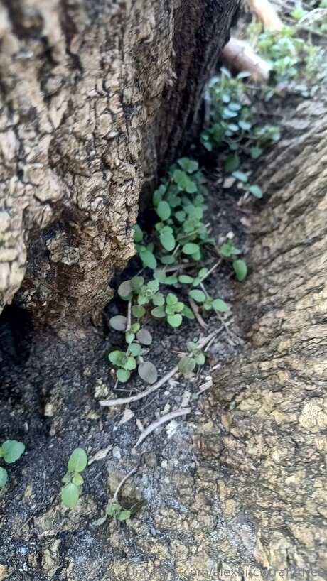 Alexbitchcraft4free actrice hd image