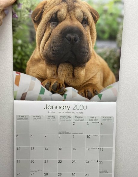 amyanderssen haut de star du porno image