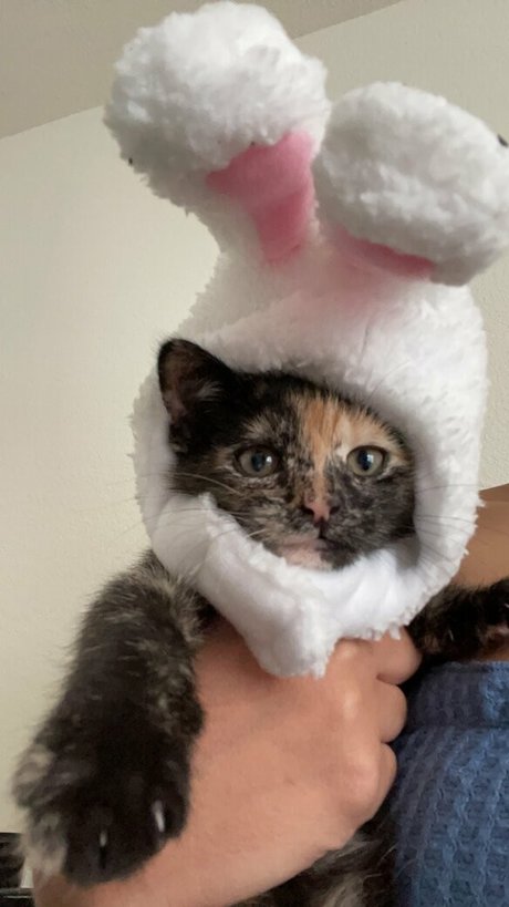 bunnyscake actrice libre images