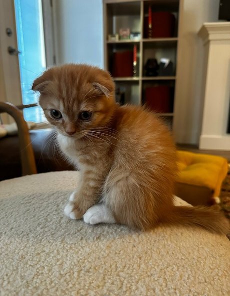 squishiebear étoile exclusive galeries