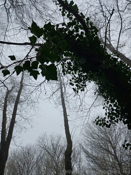 Agostinha Red haut modèle image