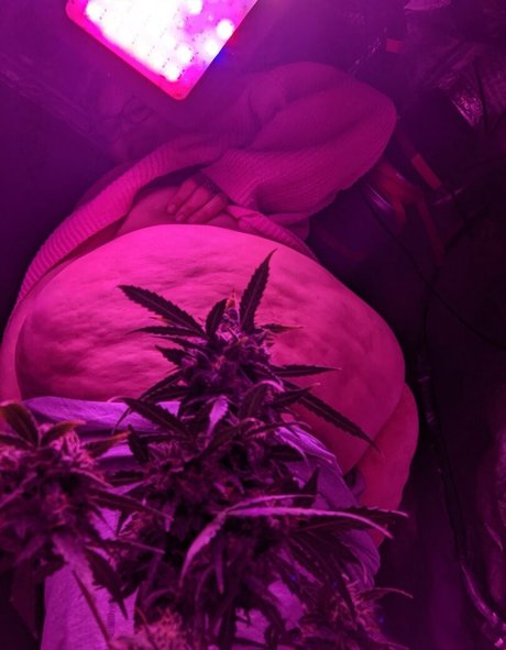 strawberry cakes star exclusive images