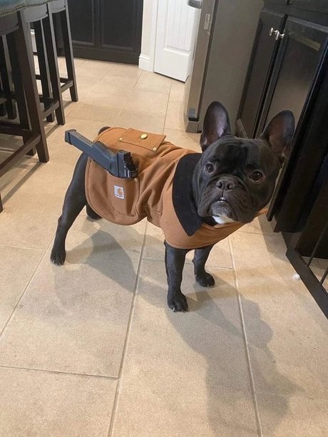 Lil Orlando étoile hd galerie