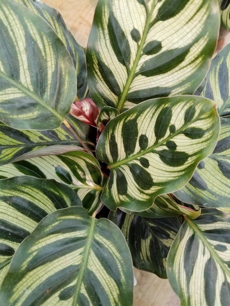 annie_ étoile chaude images