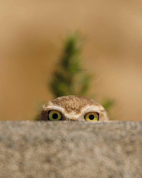 Mr Dance étoile exclusive des photos