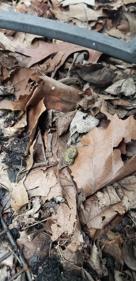 NICK_ modèle porno galeries