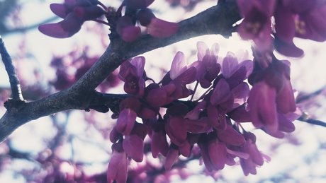 Nature Thighs modèle hd photos