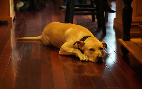 gutfuzz étoile sympa des photos