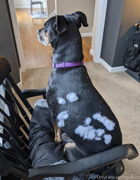 gutfuzz joli modèle archive