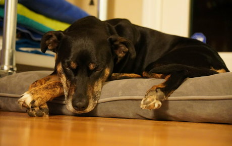 gutfuzz art étoile photos