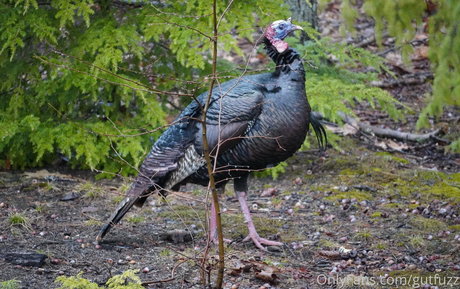 gutfuzz nus de stars du porno collection