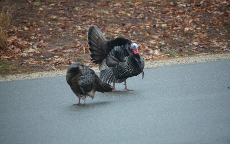 gutfuzz étoile de haute qualité galerie