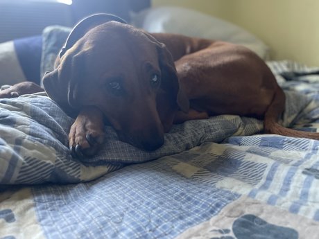 Hank Christy nus étoiles collection