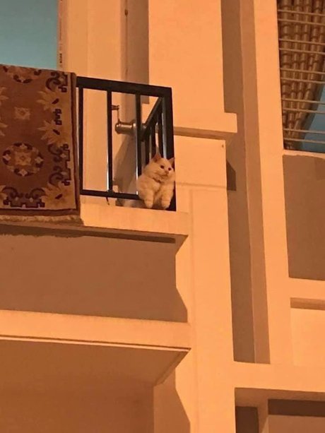 Misaki star du porno parfaite collection