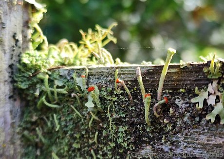 xevbellringer69 star du porno sympa galeries