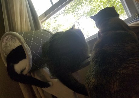 sqregina modèle érotique images