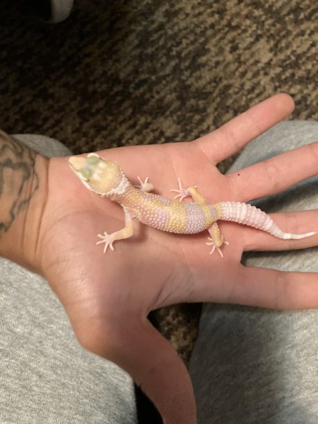 Kristan Skenandore étoile érotique galerie