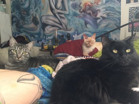 Jiggy Cat Tribe asmr_ sexe de star du porno galeries