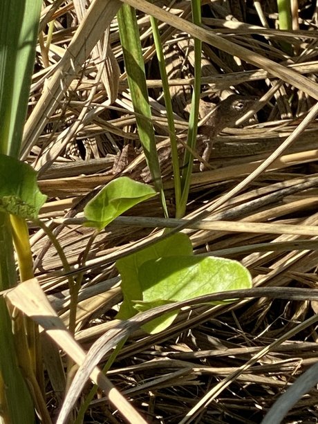 Jordan Lake meilleure étoile images