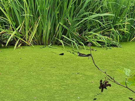 Jerking away the fat jolie actrice images