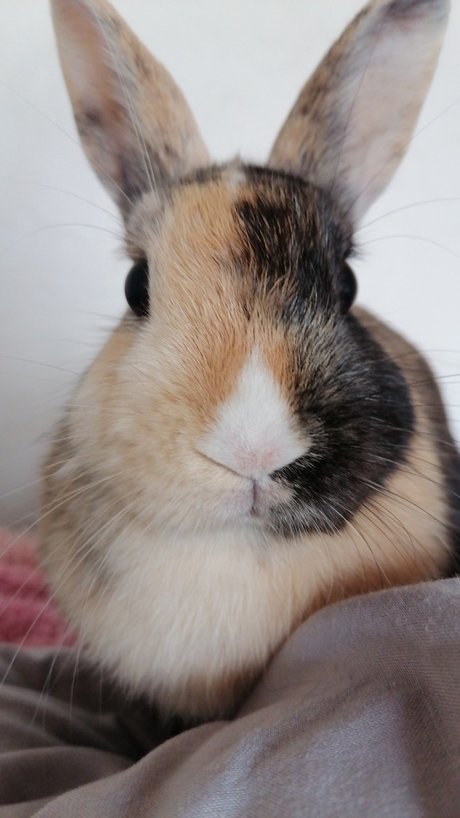 _j v er_ actrice pornographique photo