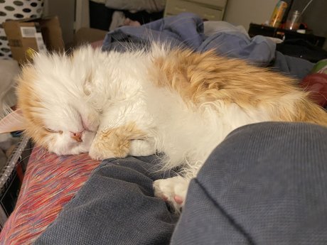 Mitzi star du porno nue image