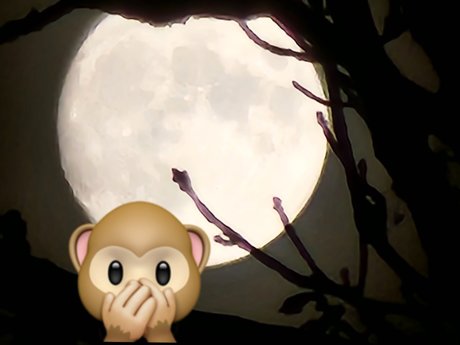 Monkey_ actrice érotique photo