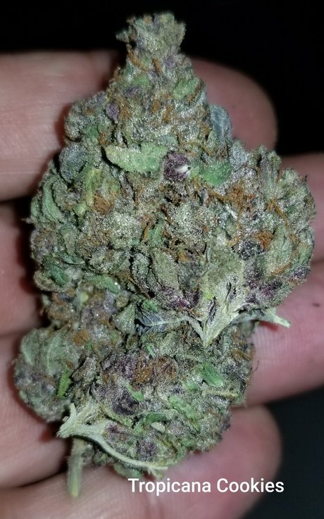 YogaYo star exclusive img