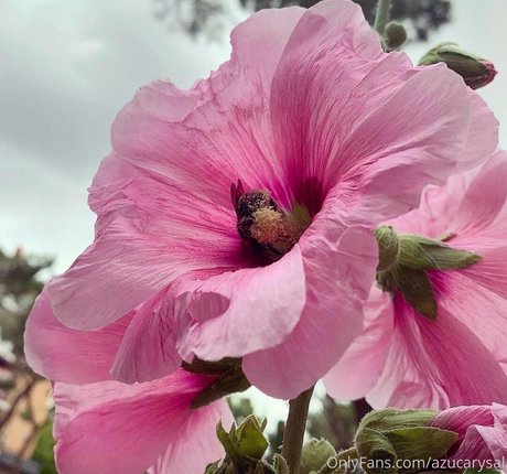 Azucarysal belle star du porno archive