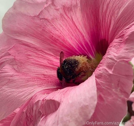 Azucarysal modèle gratuit photos